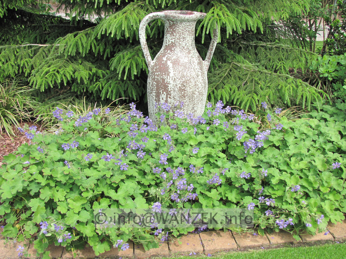 Geranium renardii Phillip Vapelle 03.JPG